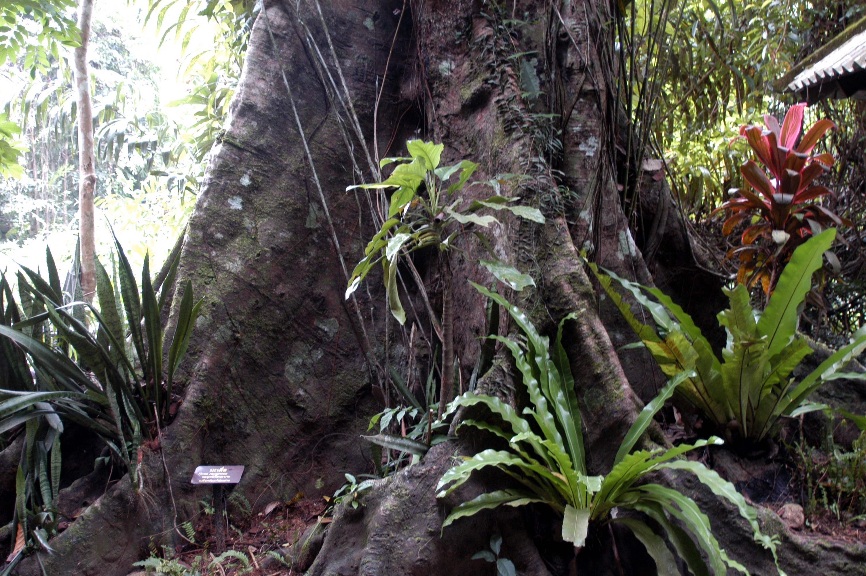 乌龟吃香蕉有助于排便吗,乌龟吃香蕉有什么好处