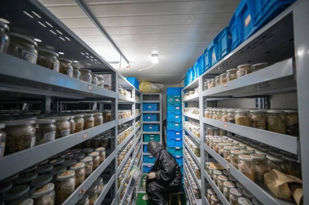 我国的野大豆究竟多重要？美国用1粒我国野豆，改变全球大豆格局