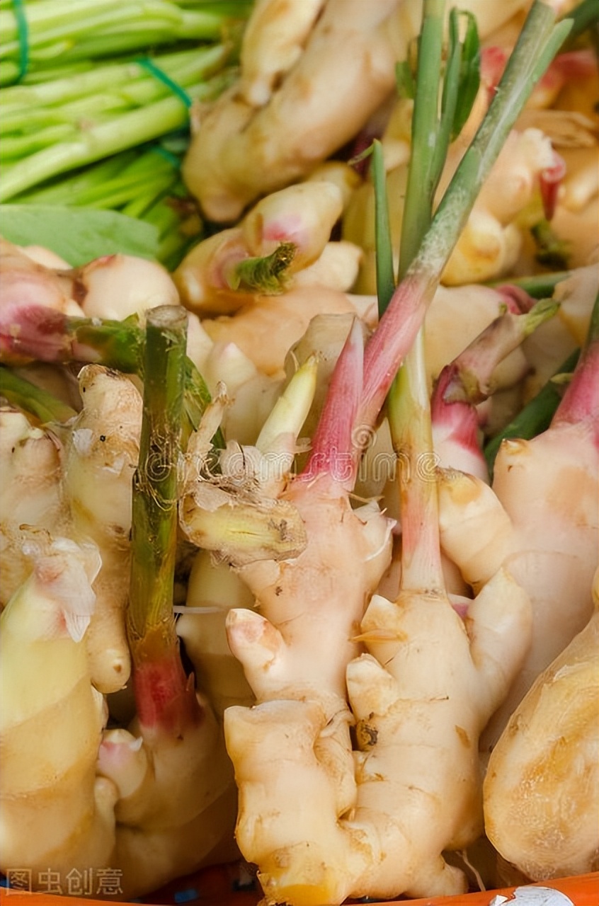 生姜种植技术大全及方法,生姜种植的时间和种植技巧方法