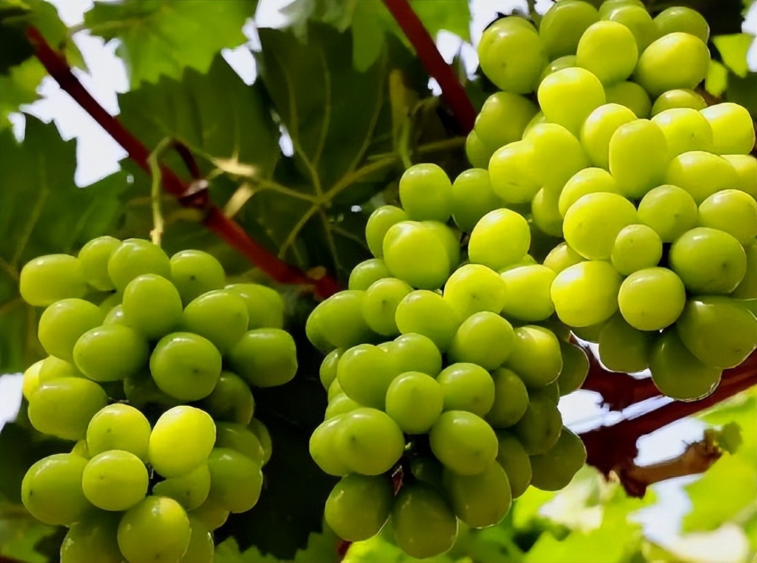 阳光玫瑰是药水泡的吗,阳光玫瑰的作用和处理方法