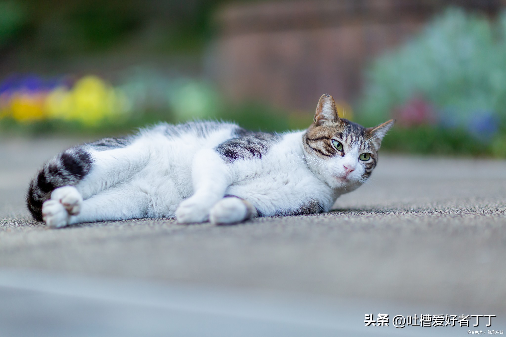 猫的颜色和形状和动作还有特点,猫的十种肢体动作