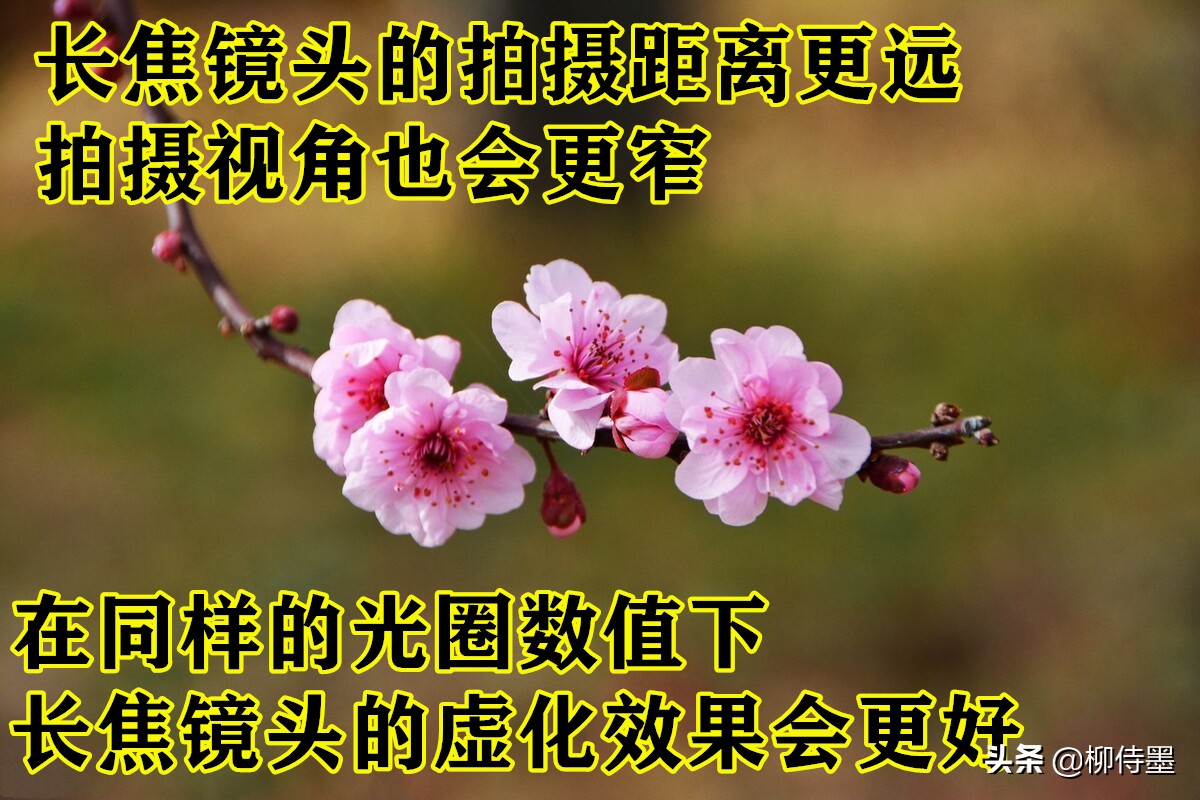 拍摄梅花多重曝光的技巧,拍摄梅花用什么镜头最好