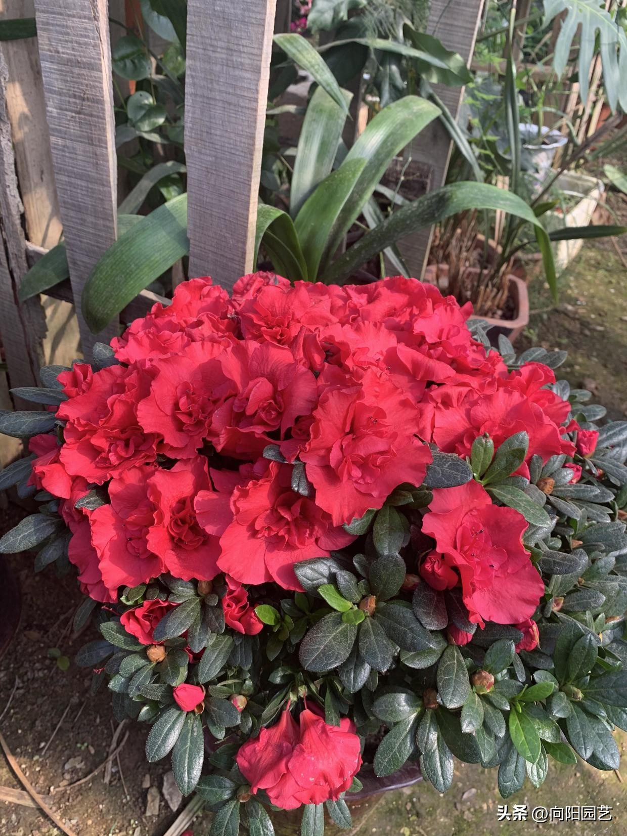 家里养的花开花就掉了,买的花回来养掉叶子