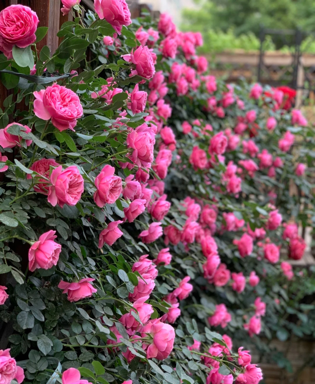 光照不足也能猛开花的藤本月季,抗病好养勤花的藤本月季品种