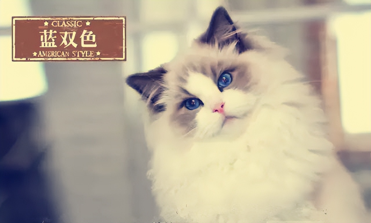 布偶猫什么是蓝双什么是海双,布偶猫种类英文
