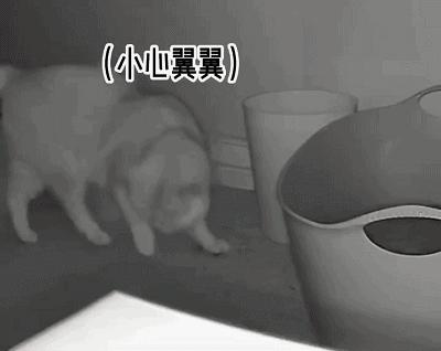 猫咪外出回来总是小心翼翼的,猫咪出走三个月后回来大变样