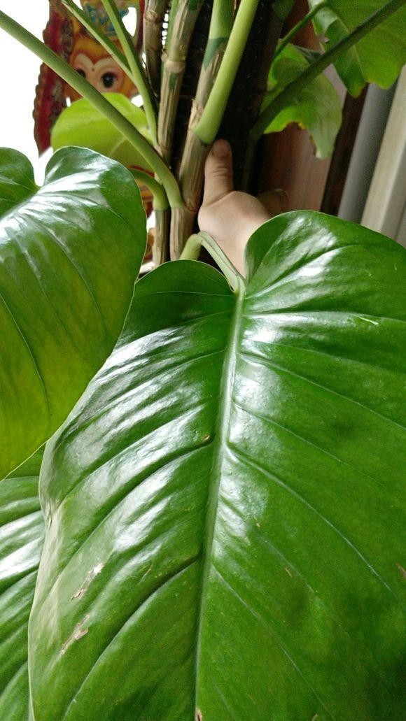 怎样制作绿萝柱长得快,绿萝怎么做成绿萝柱