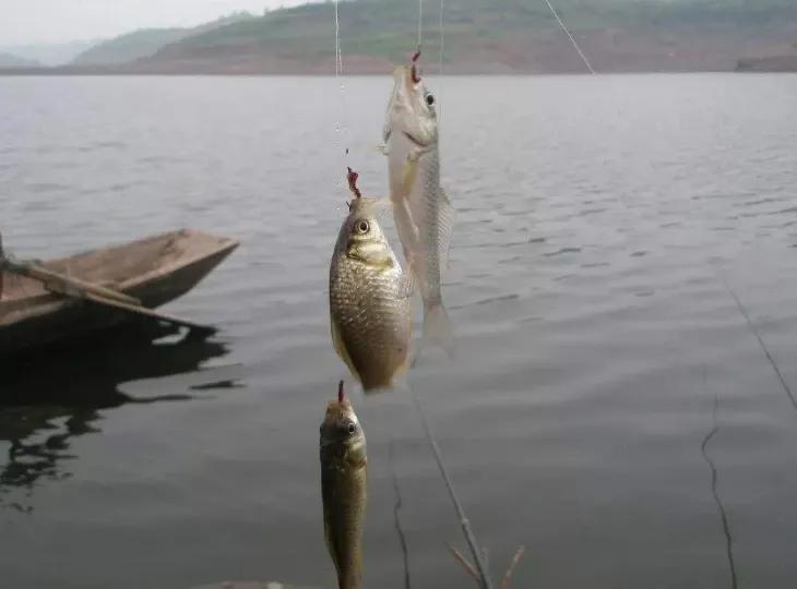 冷天气钓鲫鱼可用菜籽饼打窝吗,冰冻天气用什么饵料钓鲫鱼最好