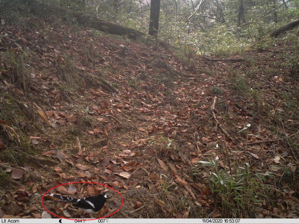 自然秘境大图鉴鸟类王国,奇妙大自然探秘鸟类世界