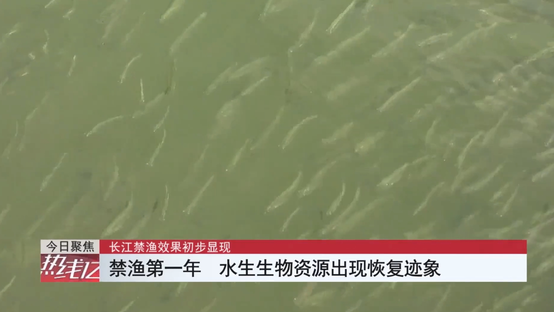 长江野生鲥鱼还有没有,现在长江鲥鱼怎么样了