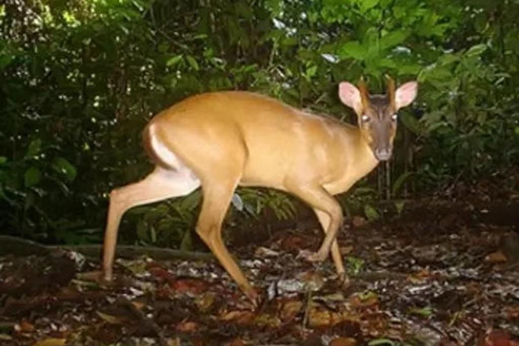 “野生麂子”·山中之灵