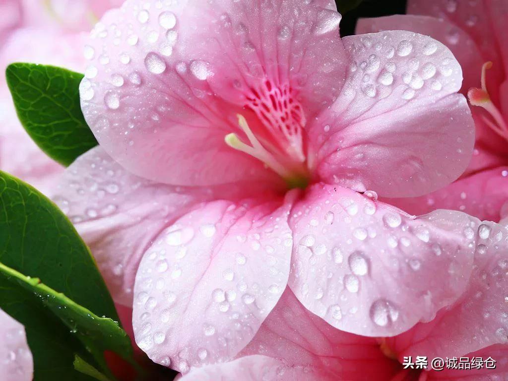 杜鹃花浇水可喷叶面吗,杜鹃花的浇水方法与技巧