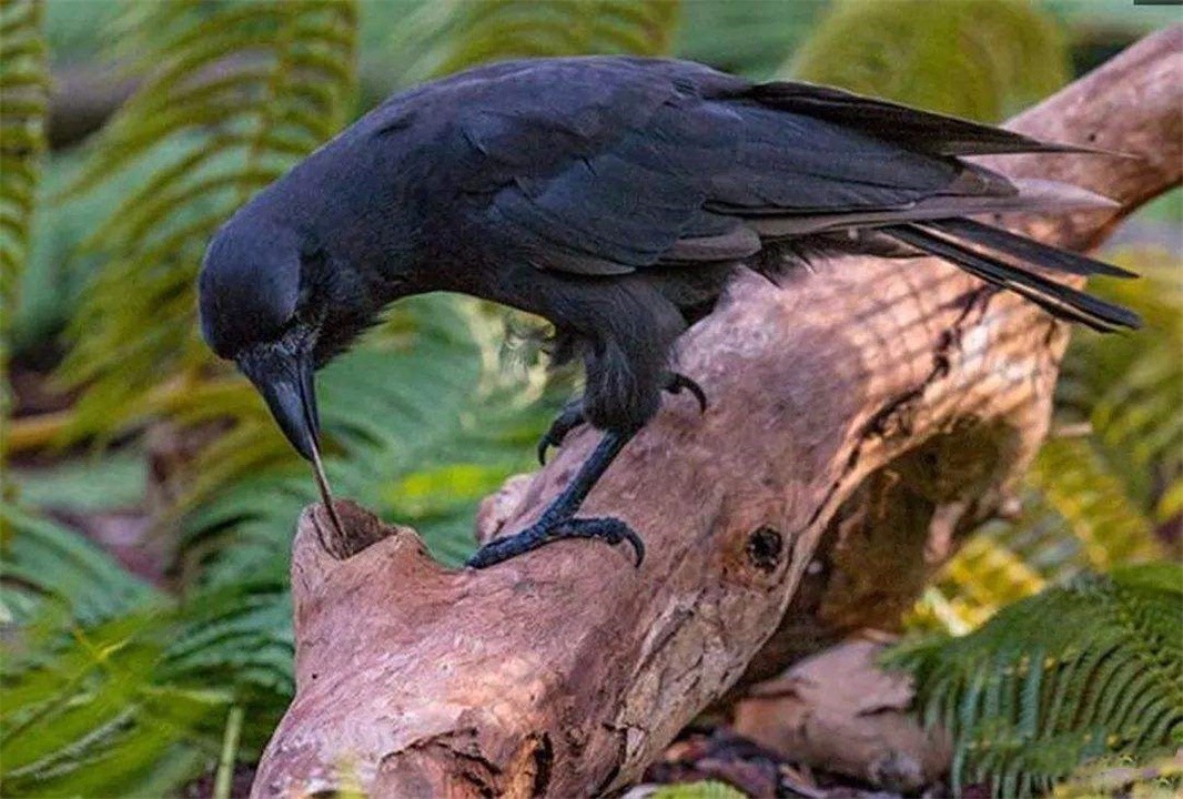 世界上最聪明的动物是什么动物,世界上最聪明的十种动物排名