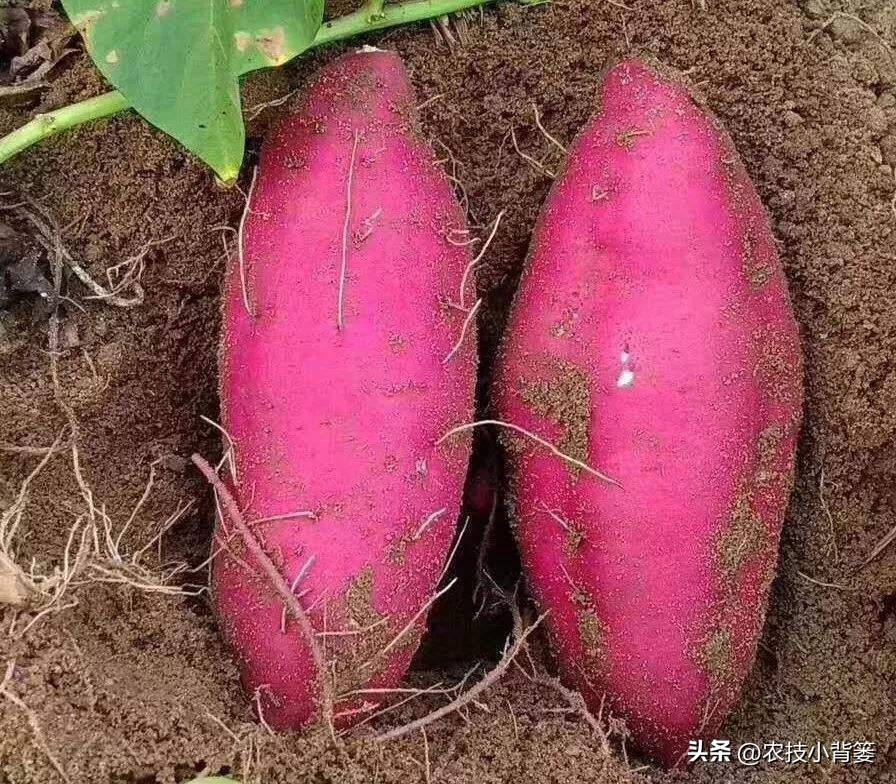 农村种植四种瓜增产有妙招,春天种瓜种植技术视频