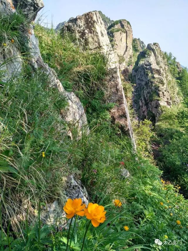 小五台山金莲花坡,小五台金莲花