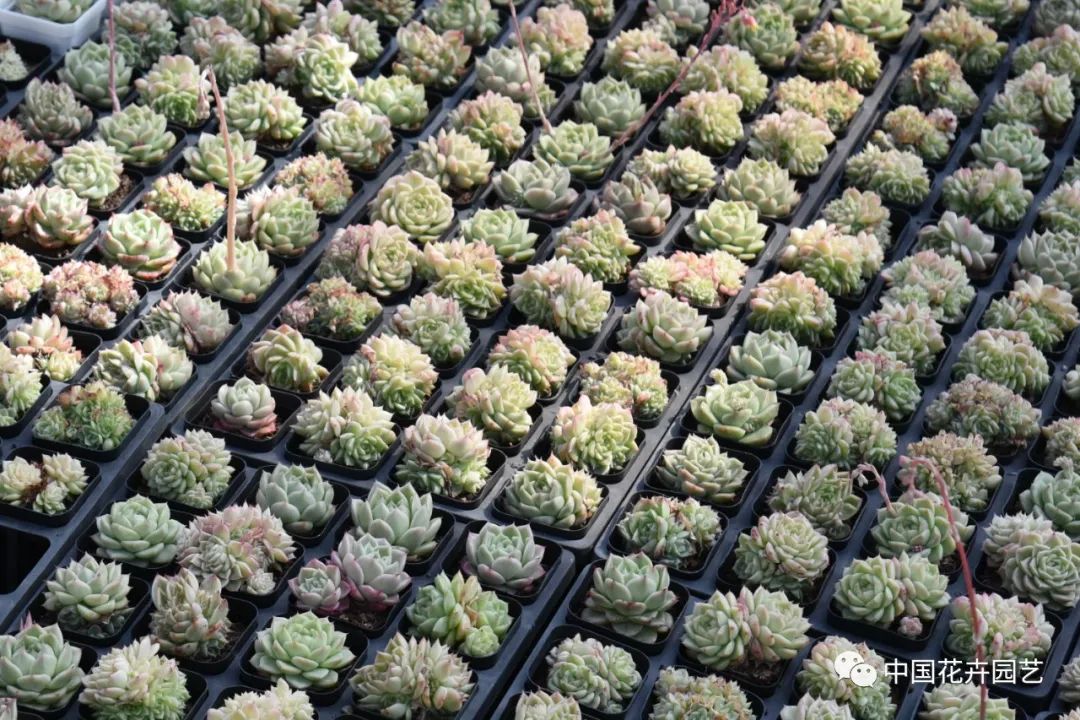 盆栽花卉行情,盆栽花卉市场2016行情分析