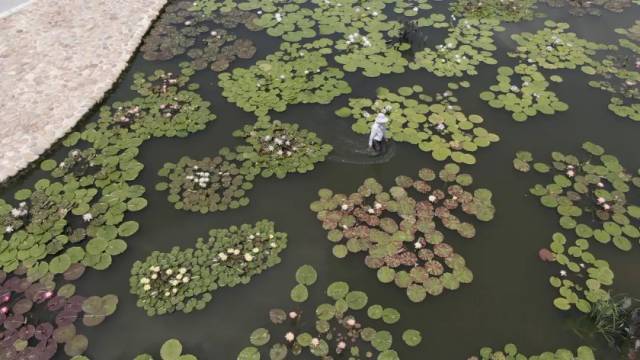 大暑赏莲！95后广东小伙“玩转”睡莲育种成为世界冠军
