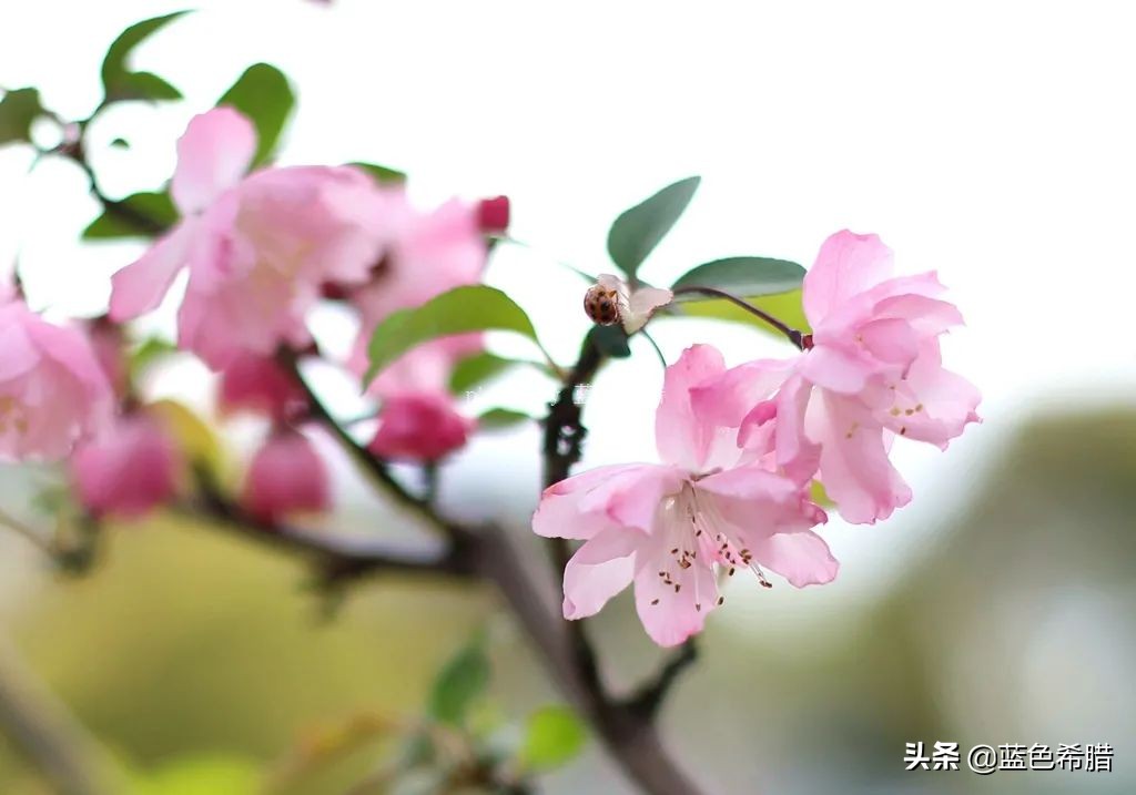 花花草草怎么拍出高级感,如何拍出惊艳的花卉