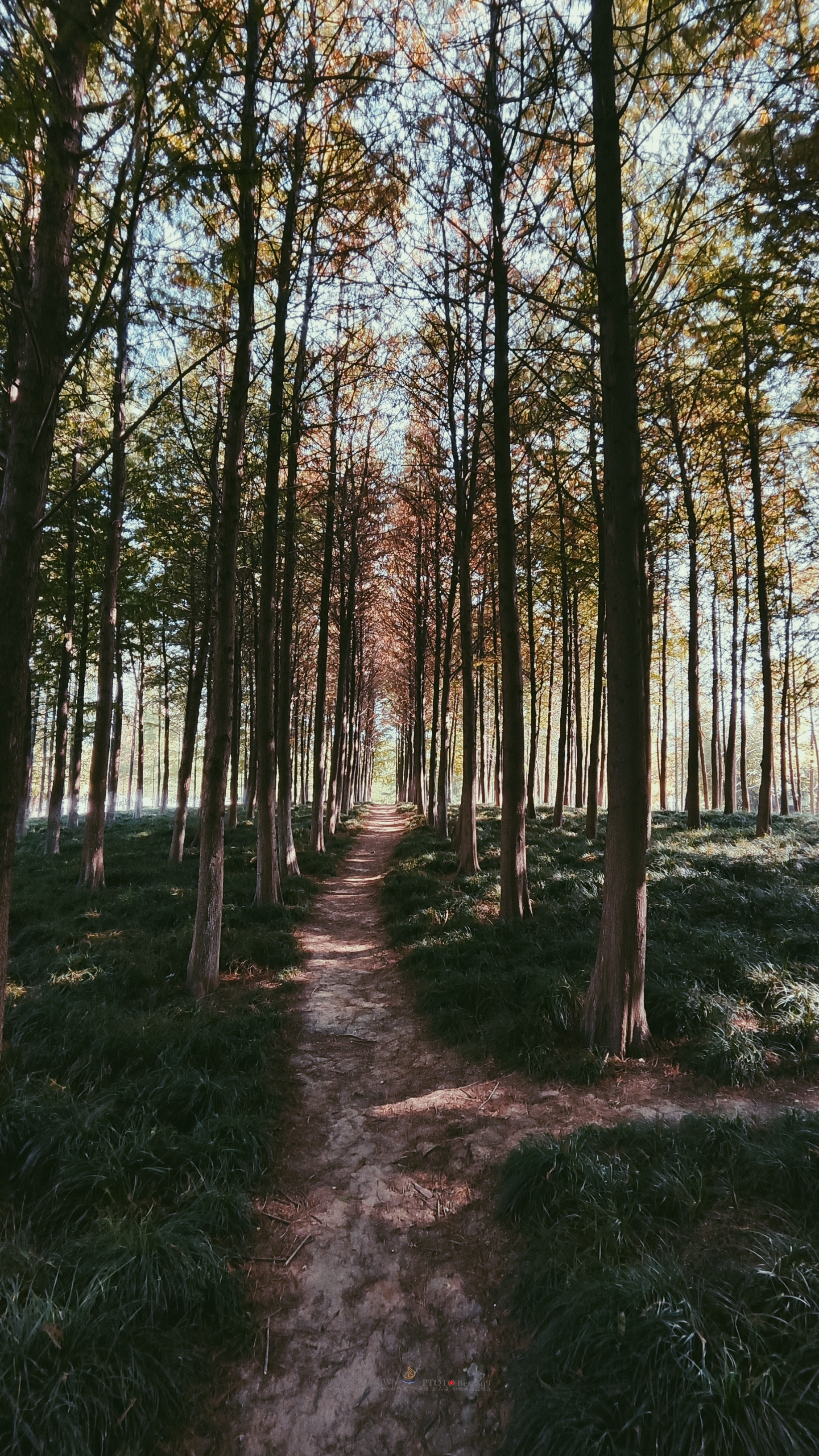 武汉内环大沙湖旅游,武汉沙湖公园最新视频