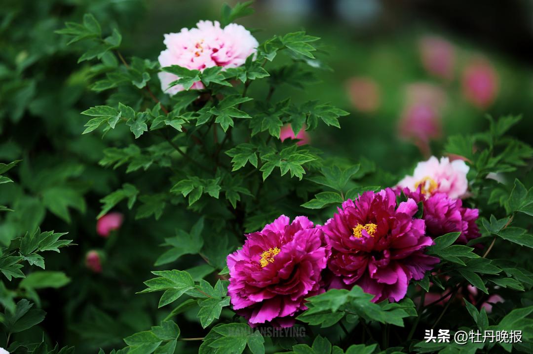 菏泽牡丹一日游全攻略,菏泽牡丹游玩攻略路线推荐