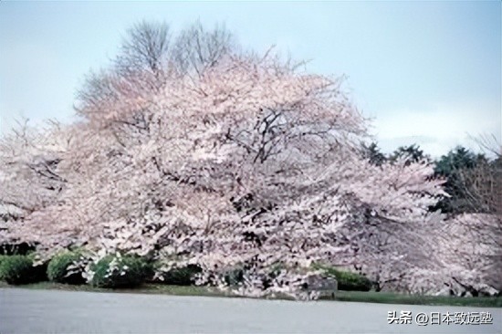 东京赏樱不完全攻略,2023年东京赏樱攻略