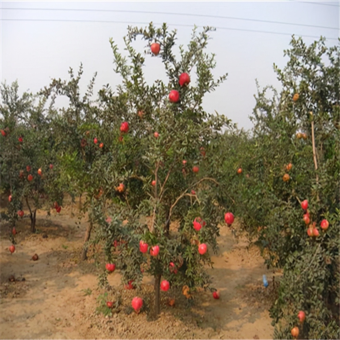 现在最好吃的软籽石榴树品种,耐寒的软籽石榴树品种有哪些