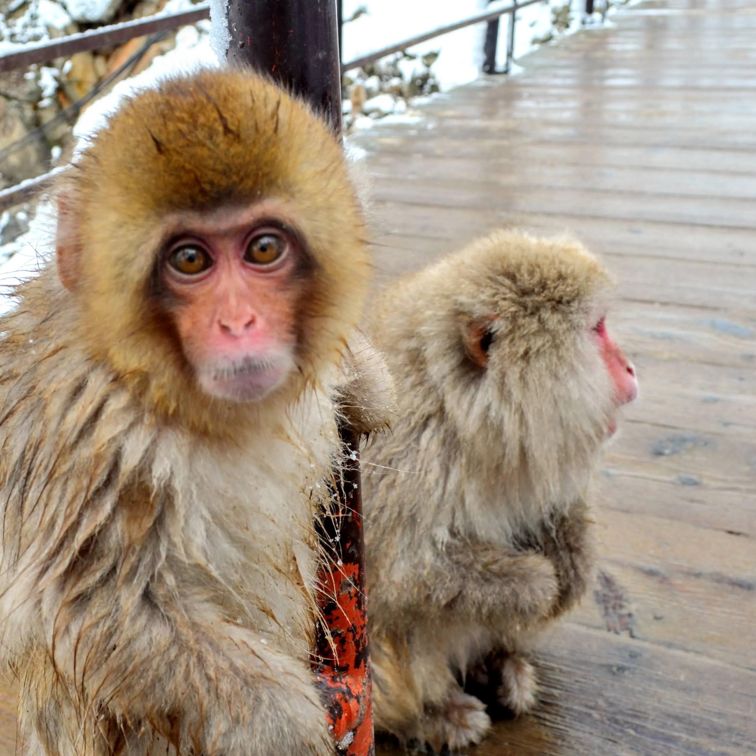 自然世界日本雪猴,日本猴子泡温泉