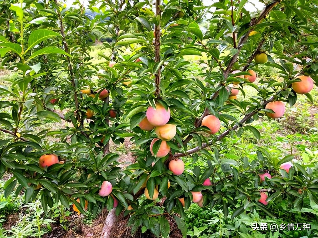 水果种植的小技巧大合集,果园水果栽培技术