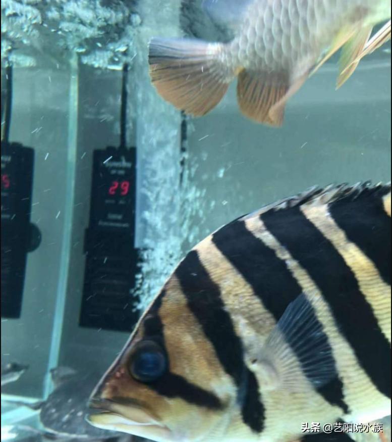 龙鱼与虎鱼打架,龙鱼和虎鱼打架怎么办视频