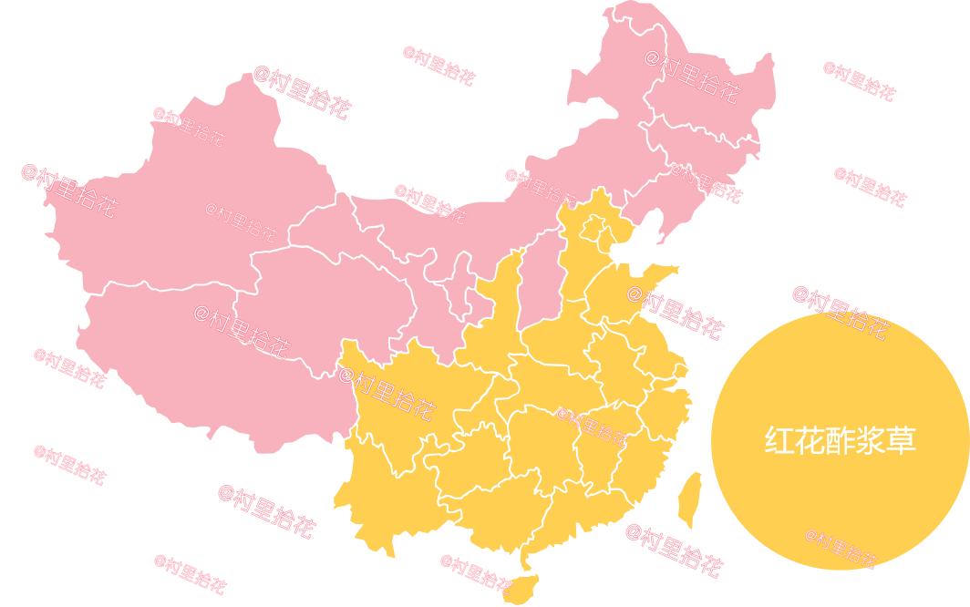 红花酢浆草简介,红花酢浆草喜欢酸性还是碱性土壤