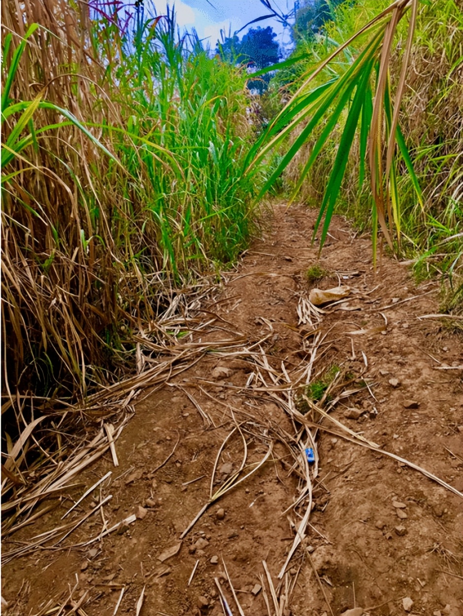 【散文】俯瞰米易县城‖袁征