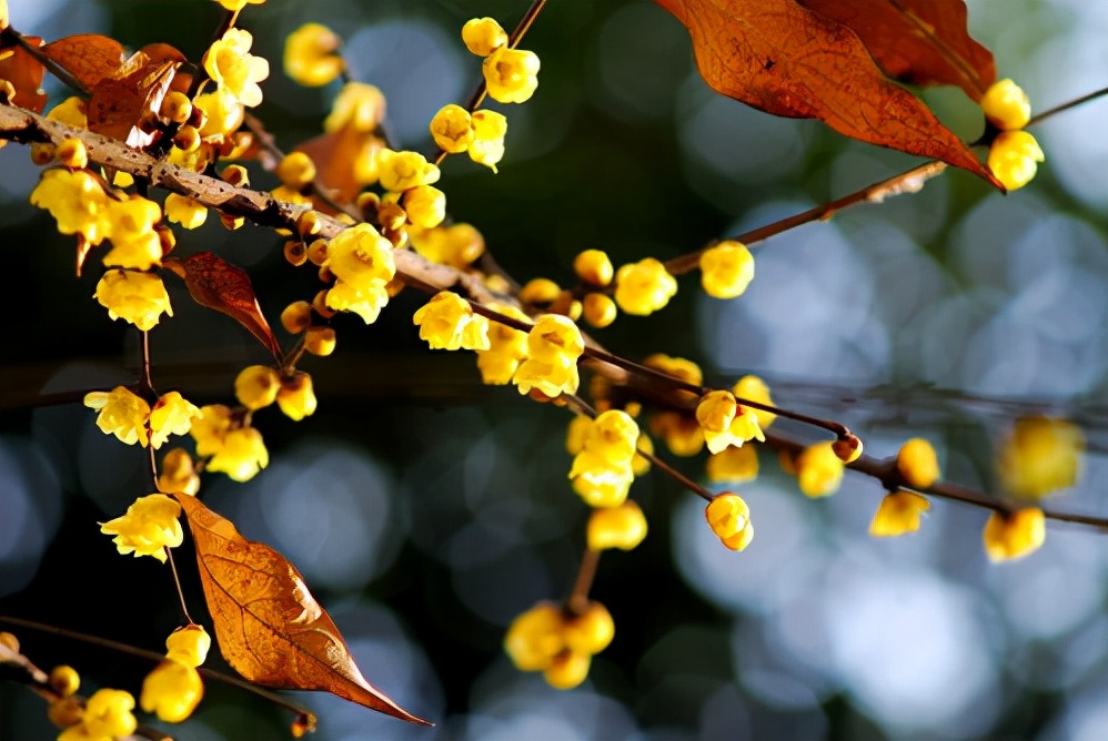 过春节的古诗必背,关于过春节的古诗有哪些