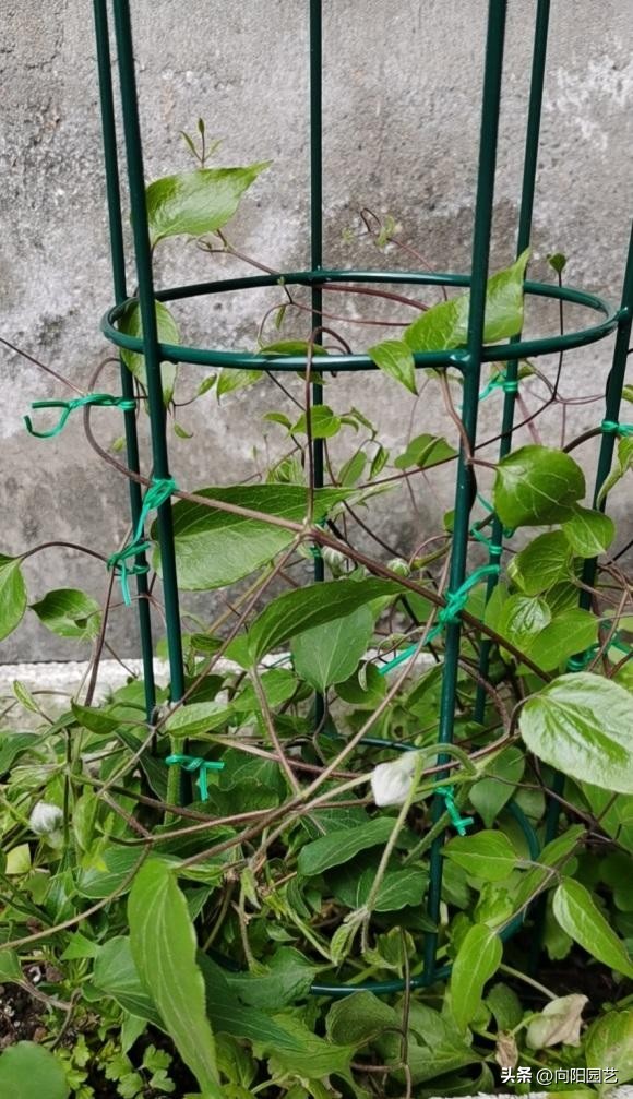 铁线莲买根的都是假的吗,网购的铁线莲没有芽点还有希望吗