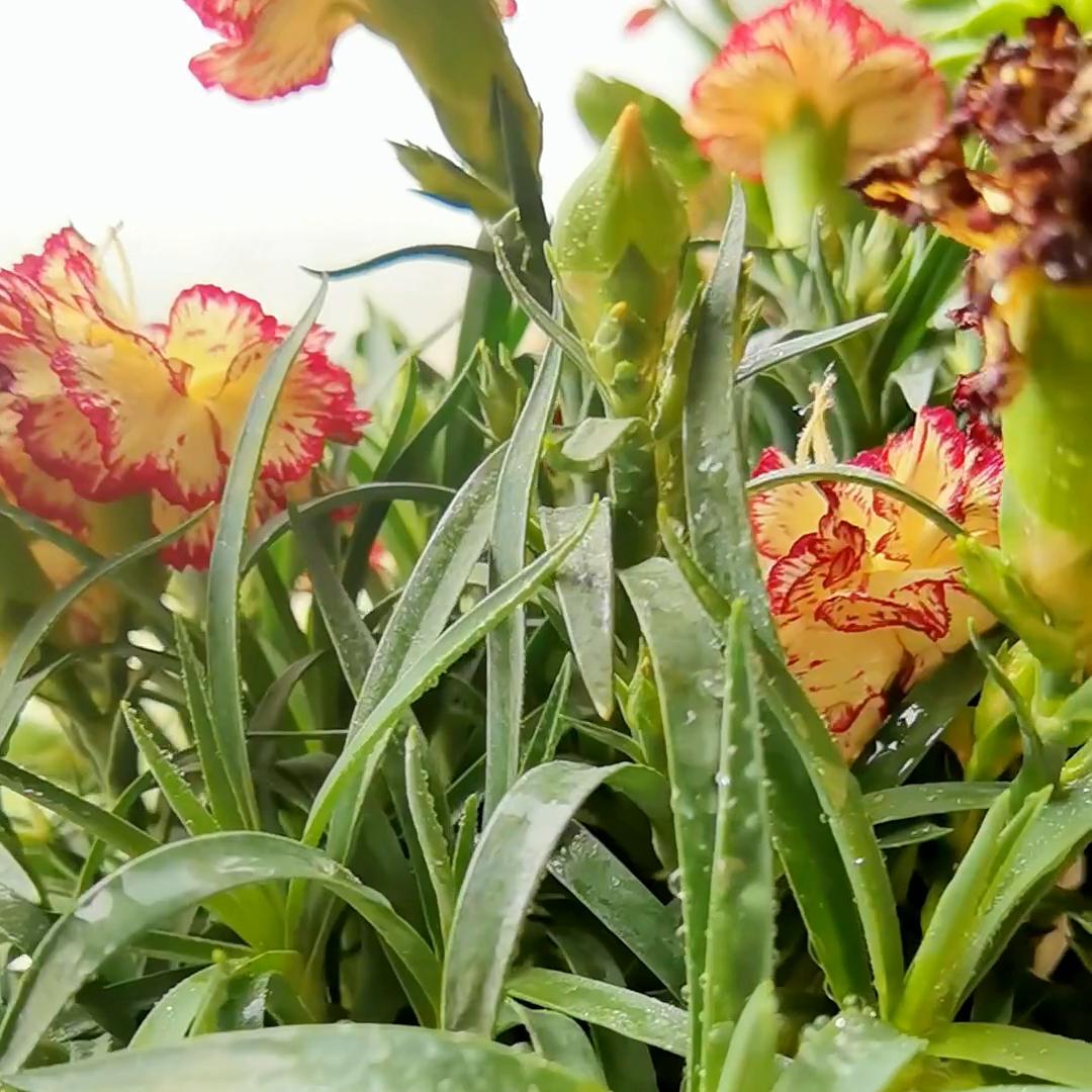 37周胎心监护宫缩曲线图怎么看,孕晚期37周胎心监护宫缩7次