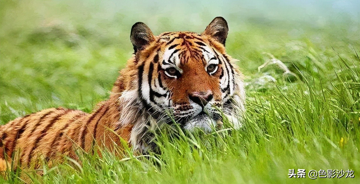 努尔哈赤的转世之谜,努尔哈赤传说故事