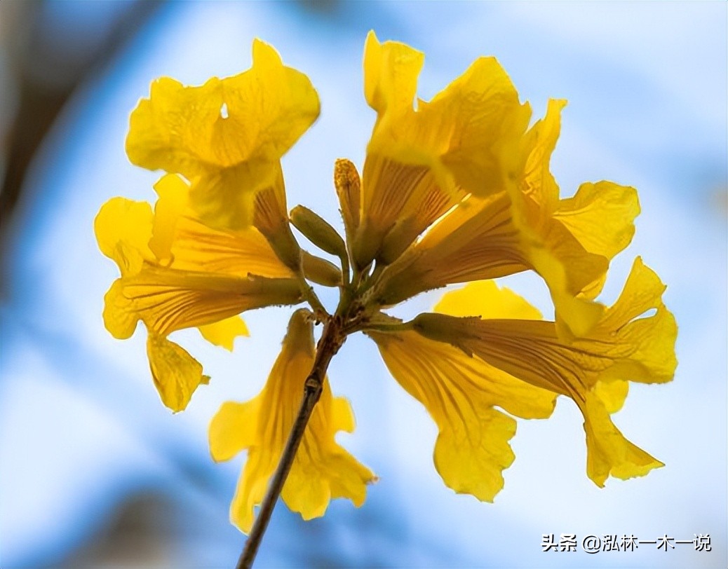 满城尽带黄金甲英文,满城尽带黄金甲美声