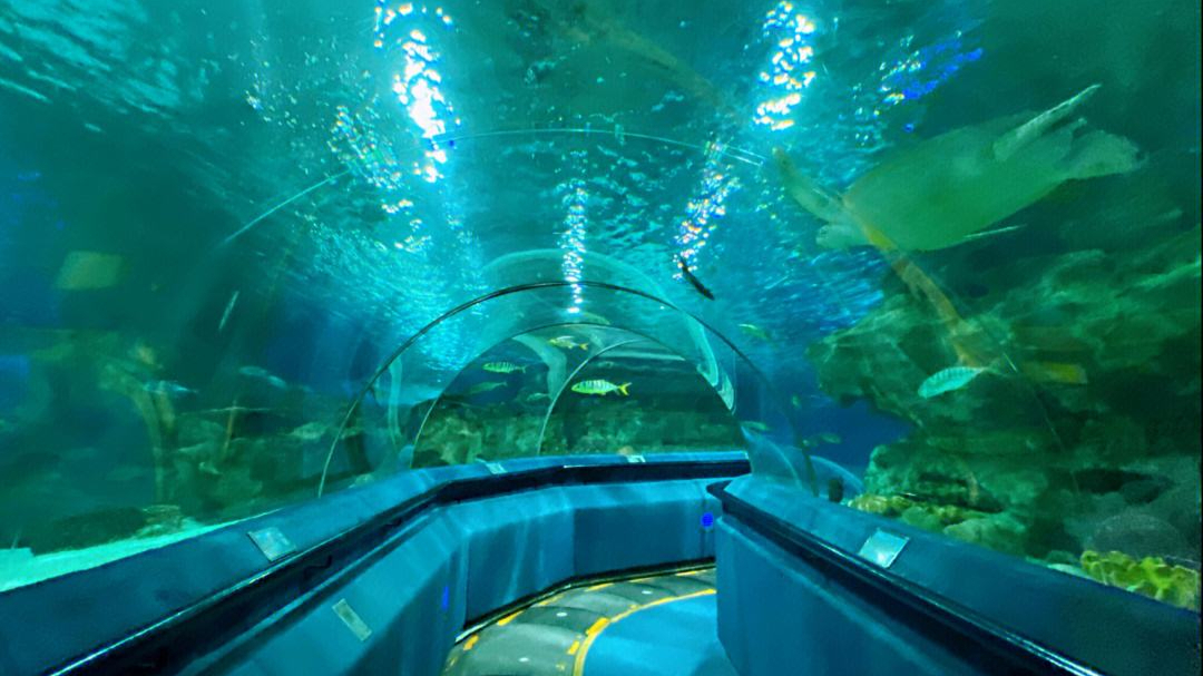 北京哪个海洋馆值得带孩子去,北京三个海洋馆哪个有海豚