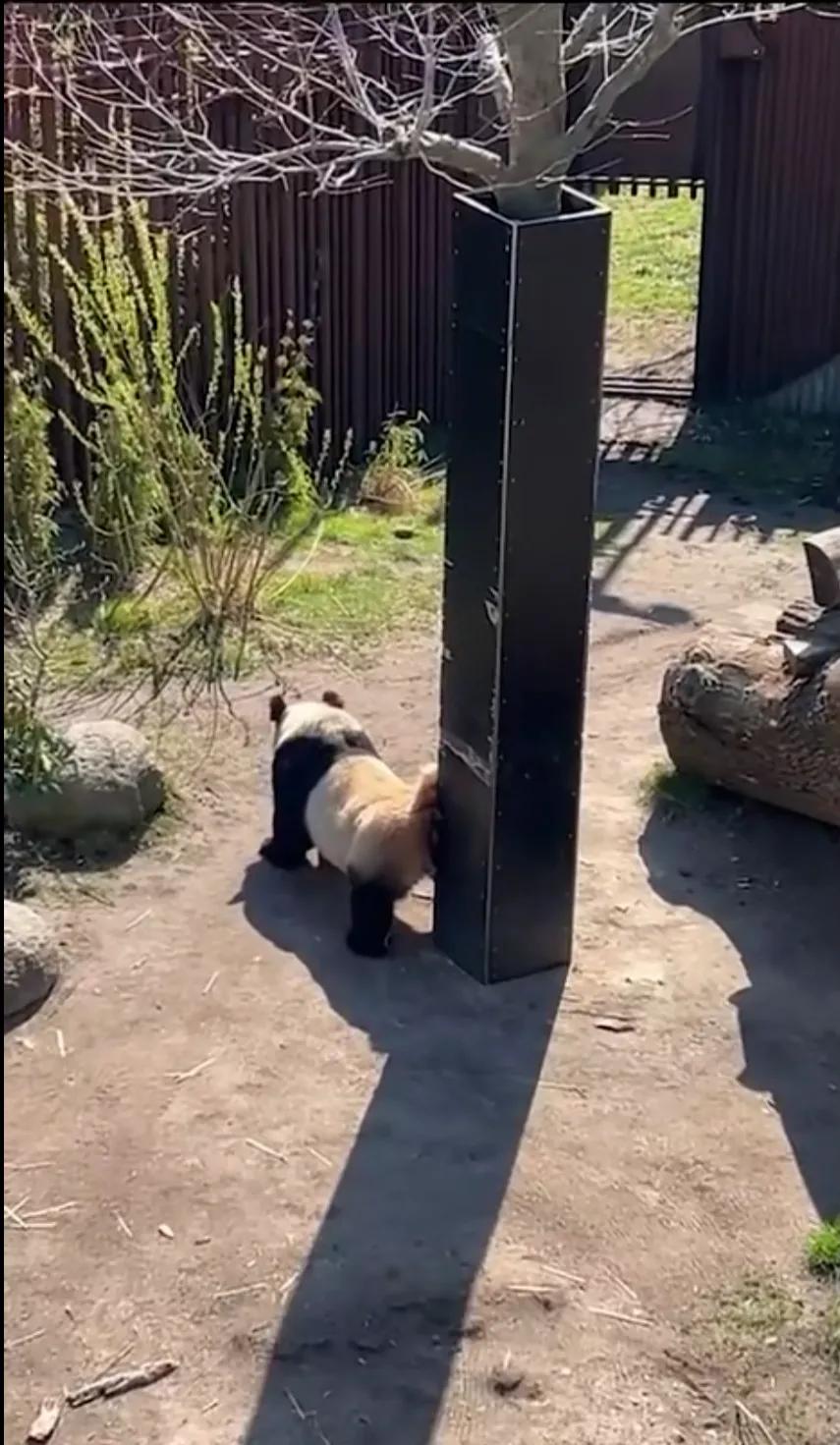 熊猫学习带崽,熊猫能一级带崽么