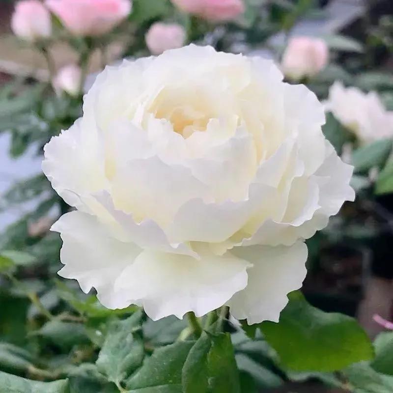 我爱月季花完整版,我爱月季花300字作文