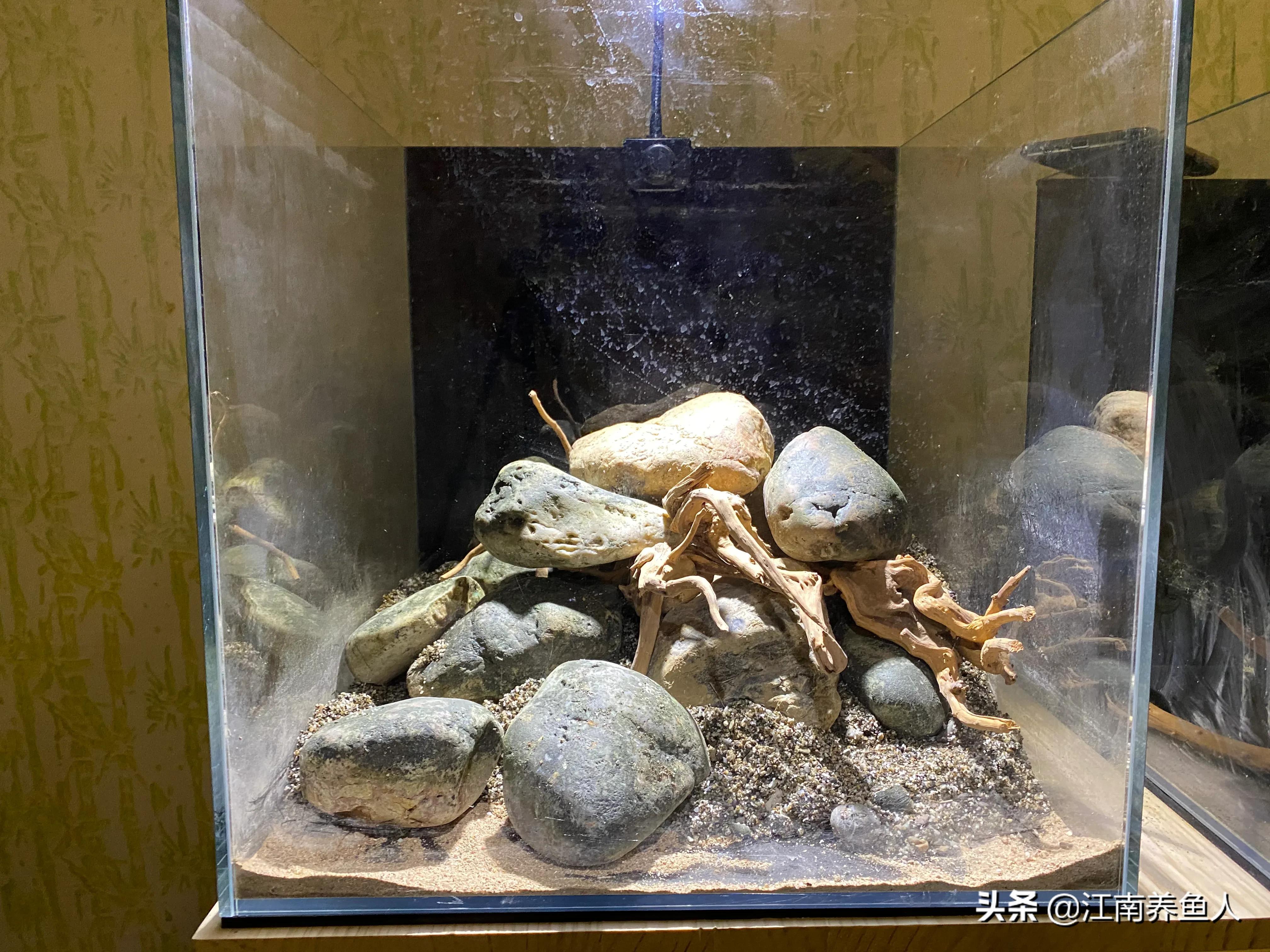 原生缸虾虎鱼怎么装过滤,原生态虾虎缸如何开缸养水