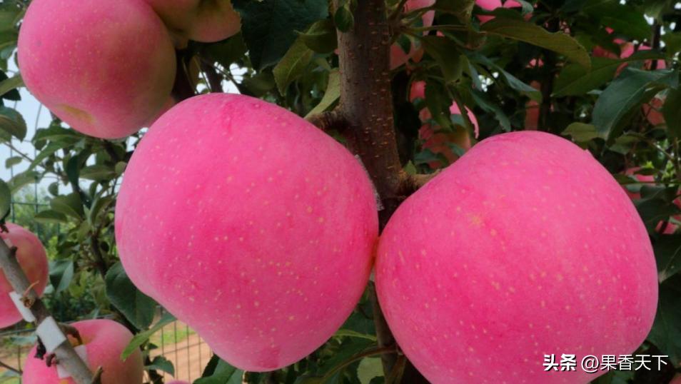 众成三号苹果新品种,最新最全苹果新品种