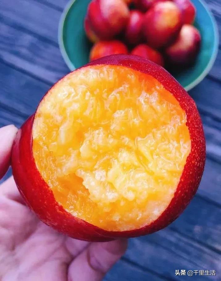 桃子熟了山东蒙阴黄桃,蒙阴蜜桃中国三大名桃