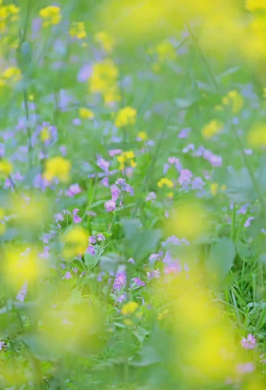 纳兰性德经典诗词谁念西风独自愁,纳兰性德经典诗词风一更雪一更