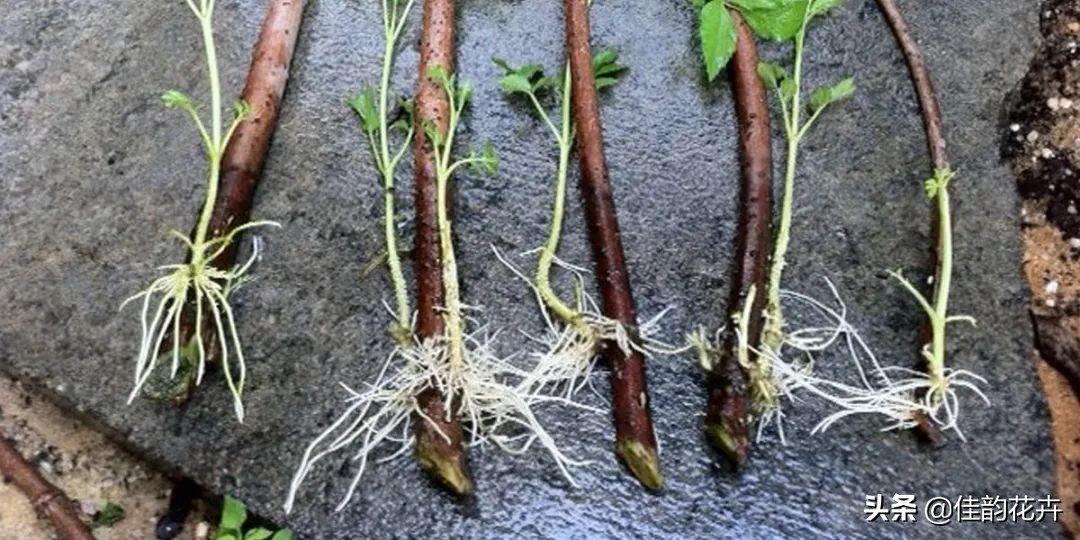 花卉绿植扦插繁殖方法视频播放,各种花卉的扦插视频教程