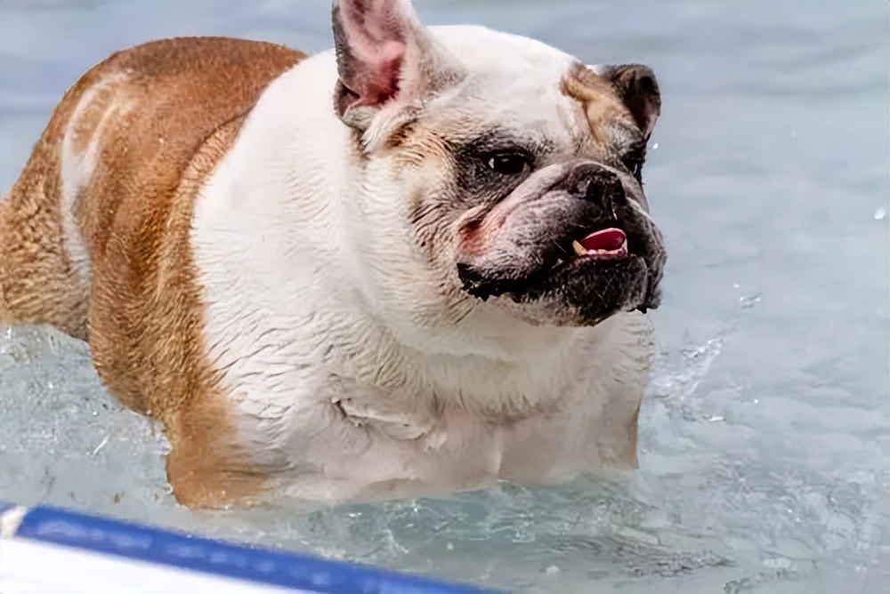狗为什么天生就会游泳,狗为什么天生会游泳的原因