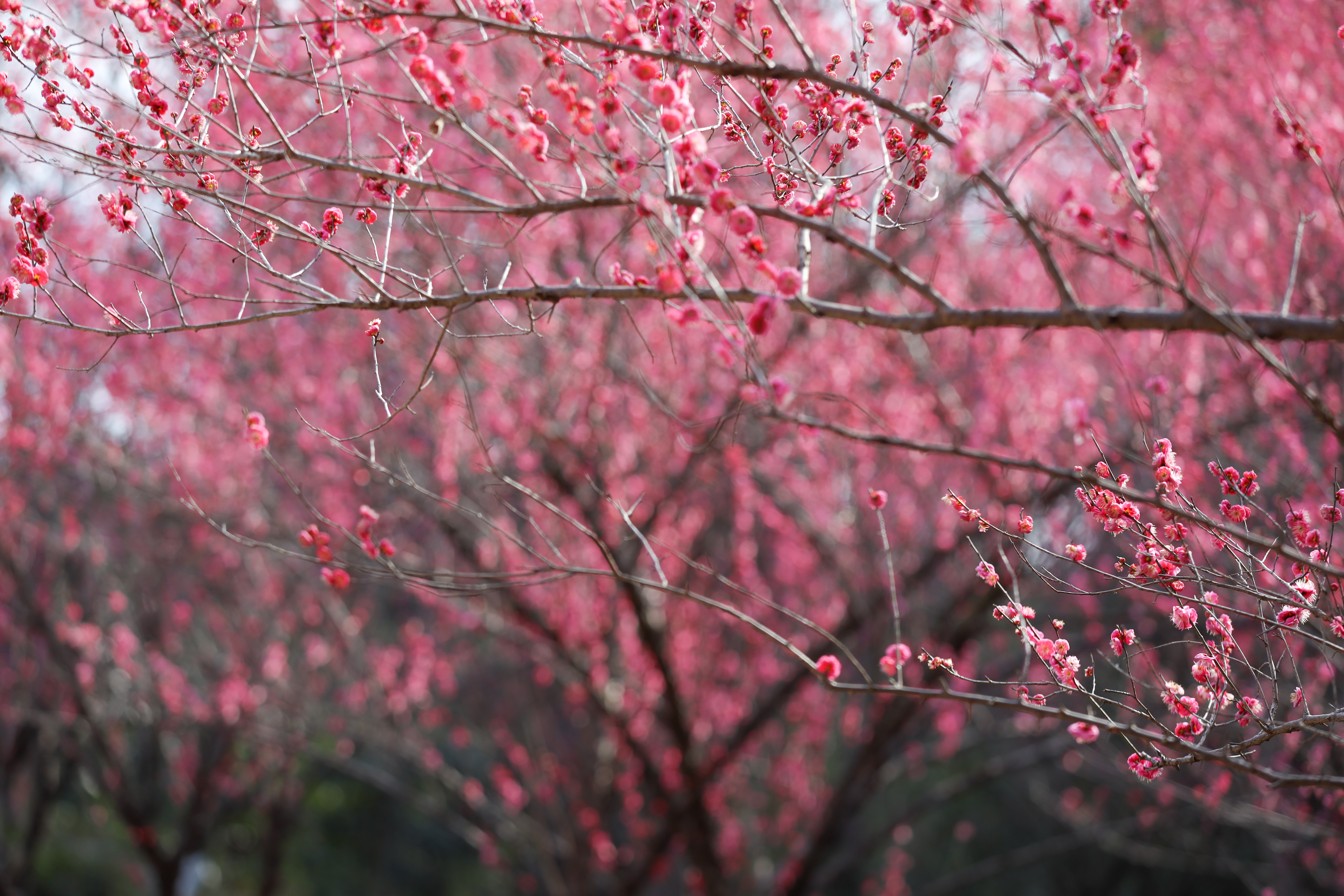 杭州植物园梅花哪里最茂盛,杭州超山再现十里梅花香雪海盛况