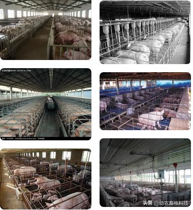 乳酸菌在猪饲料中作用,乳酸菌对肠道有什么功效