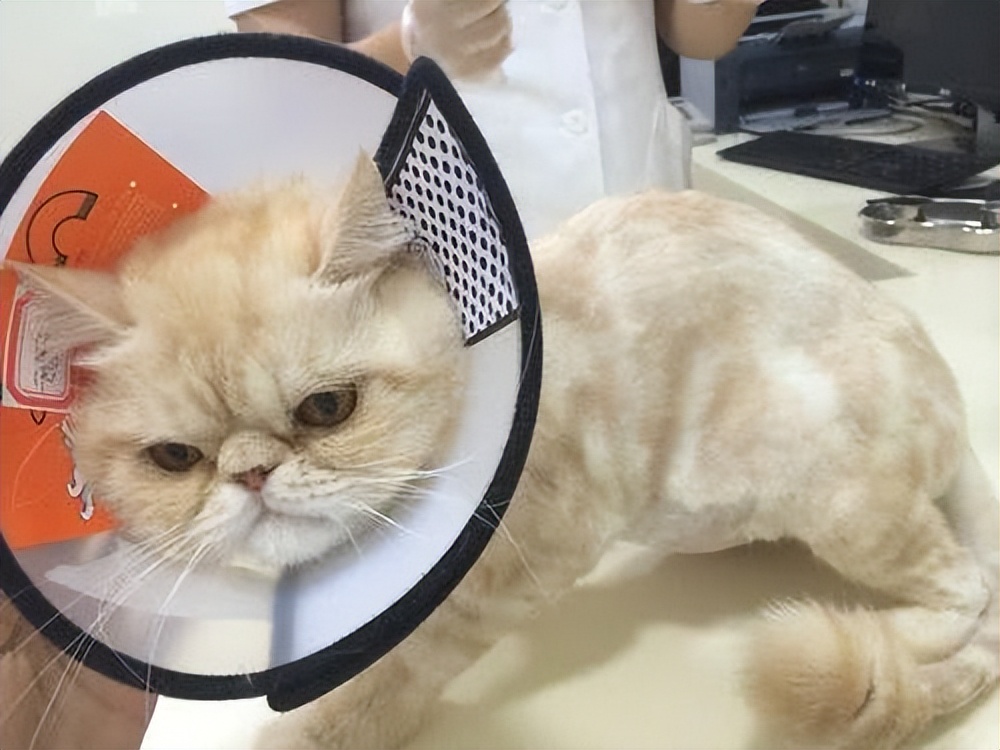 传染性腹膜炎用什么药物,传染性腹膜炎怎么治疗