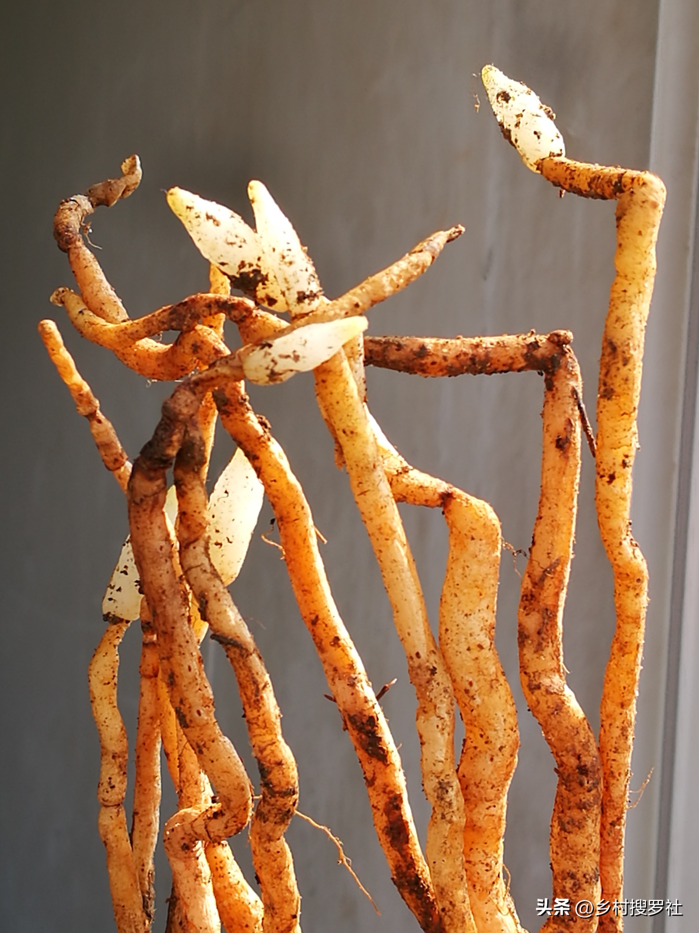 兰花没叶子了根能培出芽吗,兰花种植时候无根的需要去除吗