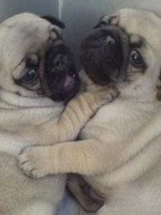 巴哥犬嗓子像有异物咋回事,巴哥犬嗓子咔咔干呕